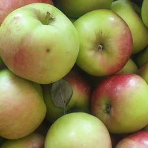 Apples (Organic)