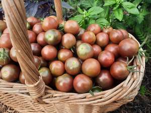 Cherry Tomatoes (The Micro Farm)