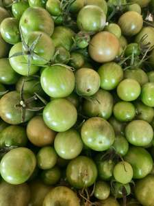 Products: Green tomatoes (spray free)