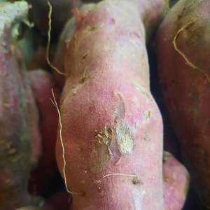 Products: Kumera (Organic)