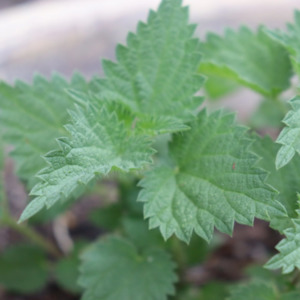 Women S Health Herbal Remedies: Organic Dried Nettle Tea - NZ Grown