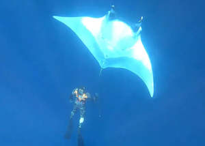 Freediving Courses Trips: Whai rahi/Manta Ray & Freediving, Whitianga
