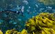 Try Freediving Experience - COMING SOON