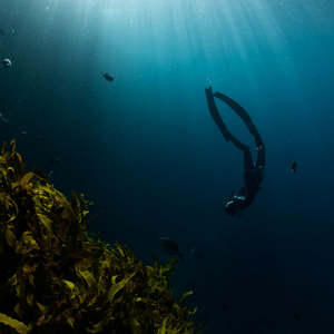 Freedive Day Trip, Whitianga