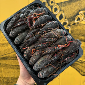 All Fresh Fish — Seafood — Saltwater Seafoods: Raw Frozen Crawfish - Saltwater Seafoods NZ