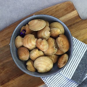 All Fresh Fish — Seafood — Saltwater Seafoods: Moon Shell Clams - Saltwater Seafoods NZ