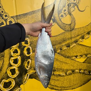 All Fresh Fish — Seafood — Saltwater Seafoods: Whole Frozen Milkfish - Saltwater Seafoods NZ