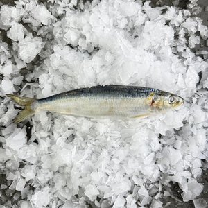 All Fresh Fish — Seafood — Saltwater Seafoods: Whole Frozen Sardines - Saltwater Seafoods NZ