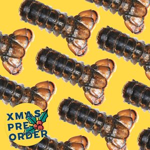 Products: XMAS PRE-ORDER: Raw Lobster Tail - Saltwater Seafoods NZ