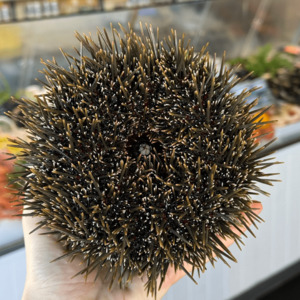 Kina In The Shell (Fresh) 1KG - Saltwater Seafoods NZ