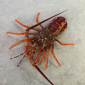 Products: Crayfish (Whole Fresh) - Saltwater Seafoods NZ