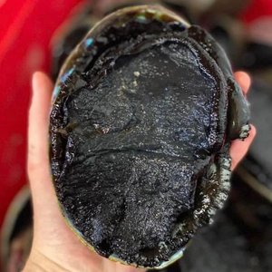 All Fresh Fish — Seafood — Saltwater Seafoods: Fresh Whole Paua - Saltwater Seafoods NZ