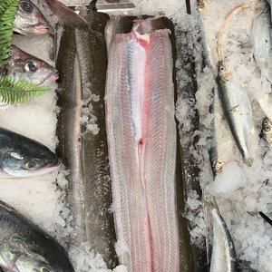 All Fresh Fish — Seafood — Saltwater Seafoods: Fresh NZ Eel (Tuna) - Saltwater Seafoods NZ