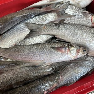 Whole Mullet 1KG - Saltwater Seafoods NZ