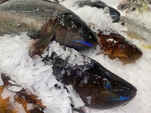 All Fresh Fish — Seafood — Saltwater Seafoods: Whole Butterfish (Scaled/Gutted) 1KG - Saltwater Seafoods NZ