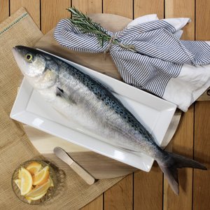 All Fresh Fish — Seafood — Saltwater Seafoods: Whole Kahawai 1KG - Saltwater Seafoods NZ