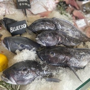 All Fresh Fish — Seafood — Saltwater Seafoods: Whole Blue Cod - Saltwater Seafoods NZ