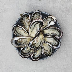 Products: Te Matuku Oysters (Dozen) - Saltwater Seafoods NZ