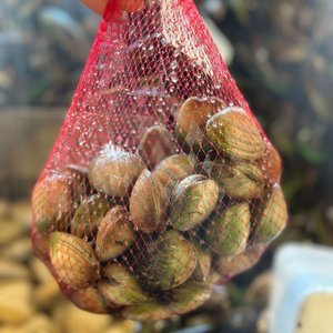 Fresh Littleneck Clams - Saltwater Seafoods NZ