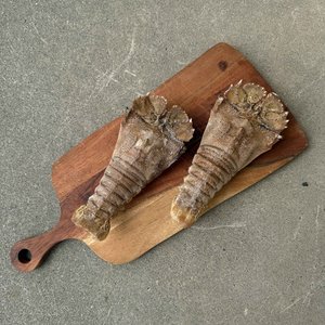 Products: Morton Bay Bug (Balmain Bug, Slipper Lobster) - Saltwater Seafoods NZ