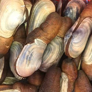 Products: Fresh Geoduck Clam - Saltwater Seafoods NZ