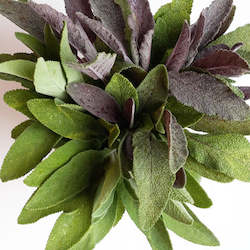Herbs: Sage - bunch