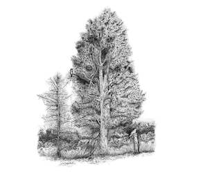 Totara tree illustration, A3 - unframed art print - NZ wide shipping included