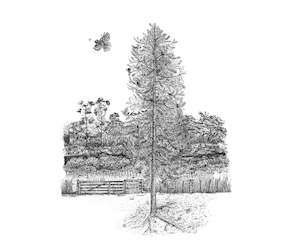 Ilustrations: Kauri tree illustration, A3 - unframed art print - NZ wide shipping included