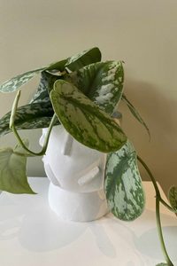 Anthurium Plant - Samantha Rose Flowers Ashburton Florist NZ