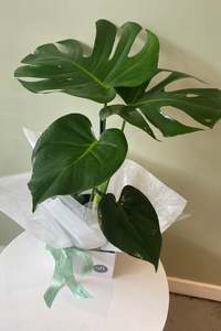 Products: Peace Lily - Samantha Rose Flowers Ashburton Florist NZ