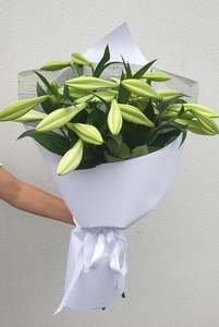 Triple Stem Phalaenopsis Orchid Plant - Samantha Rose Flowers Ashburton Florist NZ