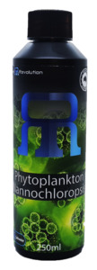 Phytoplankton Nannochloropsis