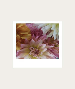 Posters: Pink & Yellow Dahlias AT HOME Polaroid Artwork - Medium