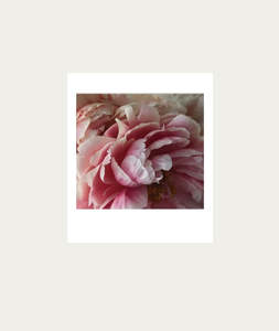 Posters: Peonies Bloom AT HOME Polaroid Artwork - Medium
