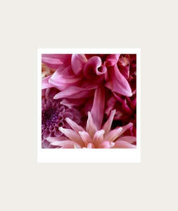 Posters: Paint Dahlias AT HOME Polaroid Artwork - Medium