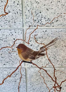 Brown Fantail Bird