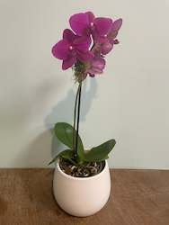 Plants: Phalaenopsis Orchid Plant Small
