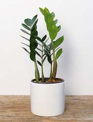 Plants: Zanzibar Gem