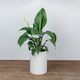 Peace Lily