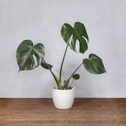 Plants: Monstera Deliciosa