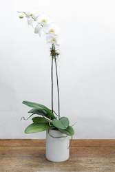 Plants: Phalaenopsis Orchid Plant