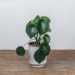 Plants: Green House Plant - Florist Choice
