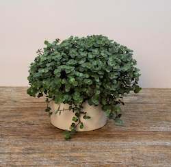 Plants: Calissia Bubbles