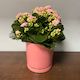 Kalanchoe
