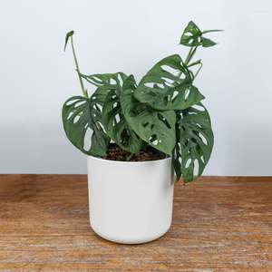 Plants: Monstera Monkey Mask