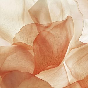 Onyx Collection: Desert Bloom · A Continuance Insert