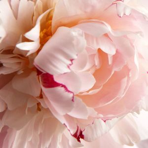 Jardin de Pivoines · Limited Edition · A Continuance Insert
