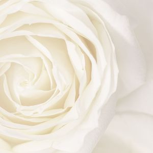 Onyx Collection: Serene Bloom · A Continuance Insert