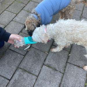 Doggy Drink Bottle