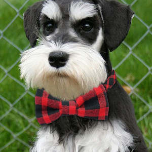 Pets: Bowtie Dog Collar